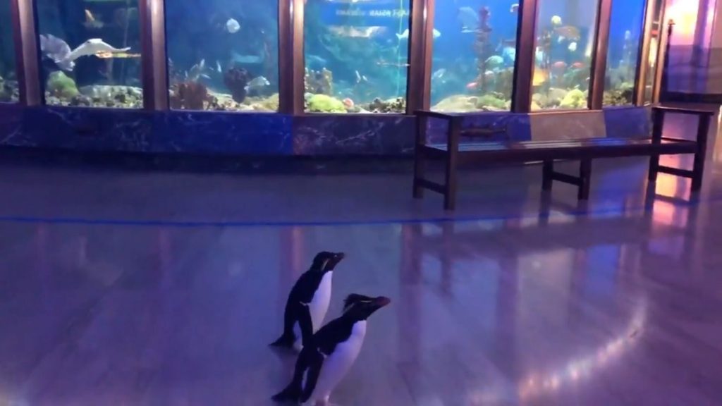 Pinguins dão rolezinho em aquário fechado pelo coronavírus